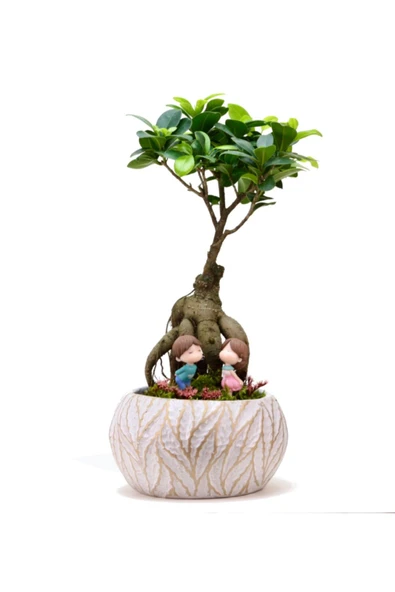 Lamina Beyaz Ficus Bonsai ve Kız ve Erkek Çocuk ürün görseli 1