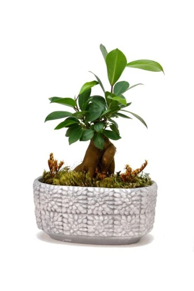 Mini Ficus Bonsai Ağacı ürün görseli 1