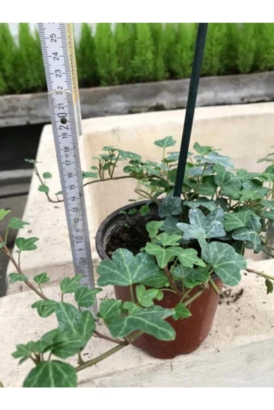 Hedera Sarmaşık 3 Adet - Resim 3