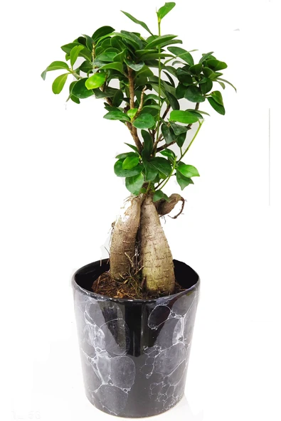 Ficus Ginseng Bonsai 40 Cm ürün görseli 1