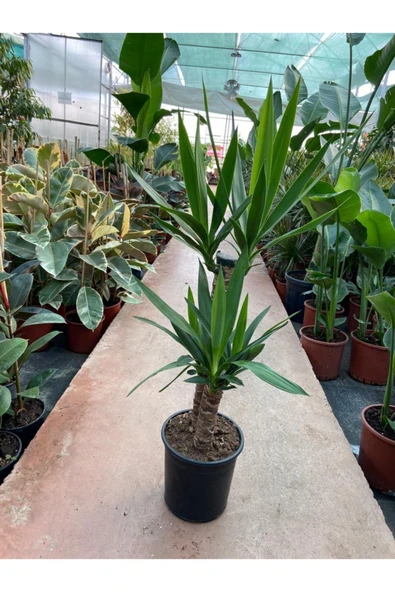 Yukka Bitkisi 2 Gövdeli 80-90 Cm Yucca Massengena ürün görseli 1