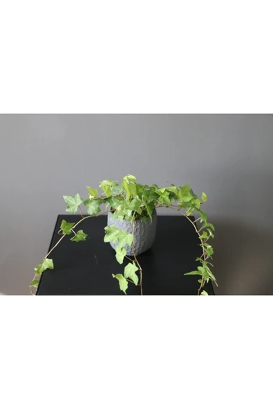 Hedera Helix Ev Ofis Bitkisi Sarkıcı Sarıcı Bitki ürün görseli 1