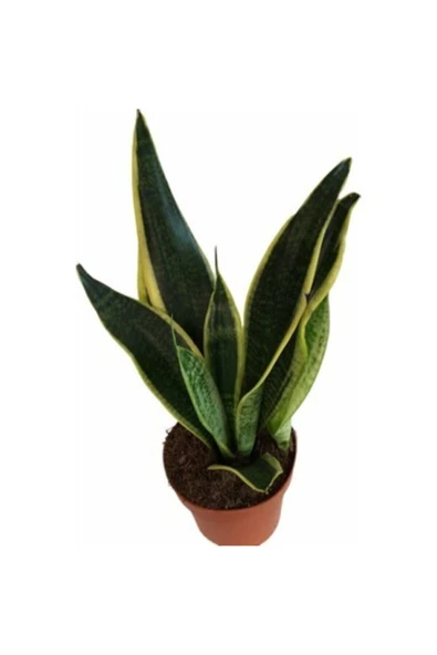 Sanseveria Paşa Kılıcı - Resim 2