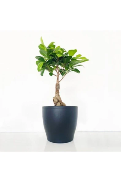 Koyu porselen saksıda Bonsai yanında Kaktüs hediyesiyle ürün görseli 1