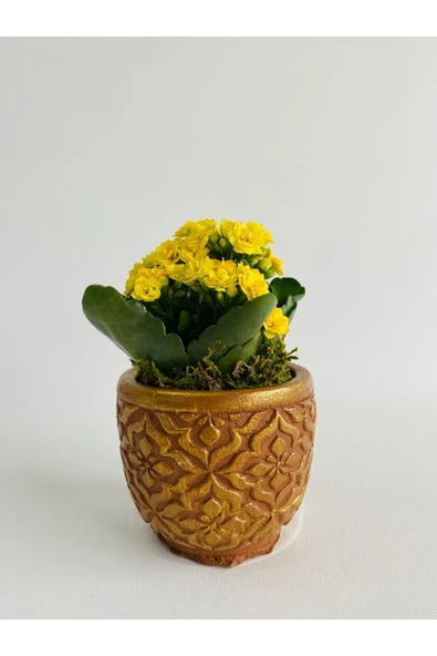 Kahverengi Mozaik Desenli Dekoratif Beton Saksıda Sarı Kalanchoe(kalanşo) ürün görseli 1