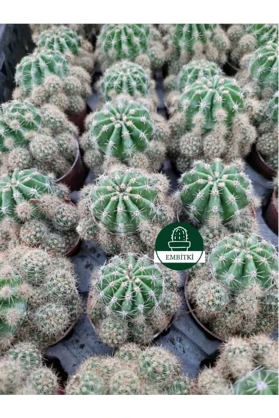 Kaynana Topuzu -echinopsis- Çiçek Açar - Resim 3