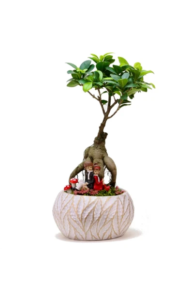 Lamina Beyaz Ficus Bonsai Ve Sırt Sırta Sevgililer ürün görseli 1