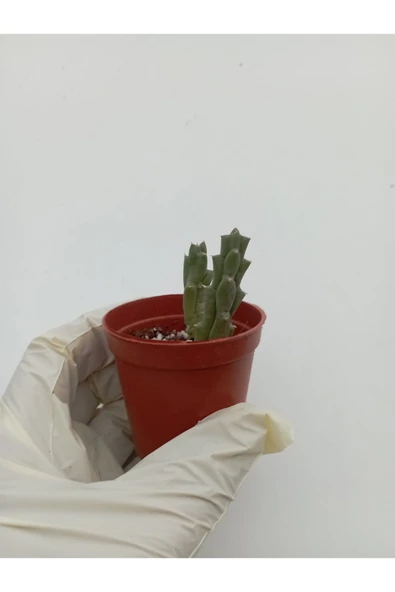 Leş Kaktüs Leş kaktüsü ( Saksılı Bitki ) Stapelia Variegata ürün görseli 1