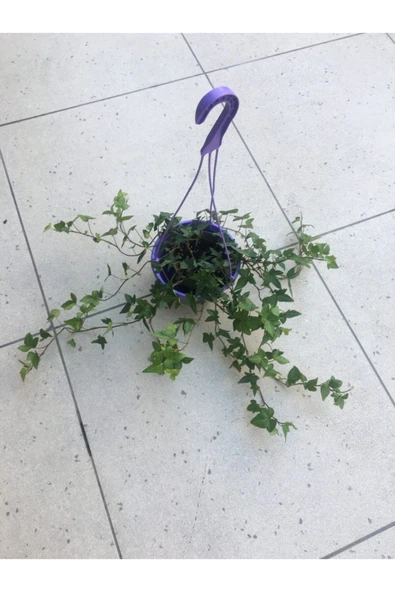 Hedera Sarmaşik ürün görseli 1