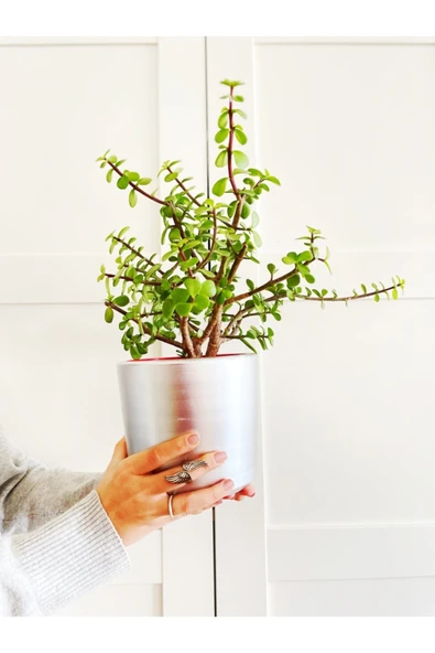 Portulacaria Afra / Para Ağacı Toprak Saksı ürün görseli 1