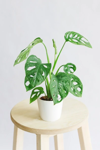 Deve Tabanı - Monstera Adansonii ürün görseli 1