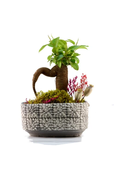 Mozaik Mini Ficus Bonsai ürün görseli 1