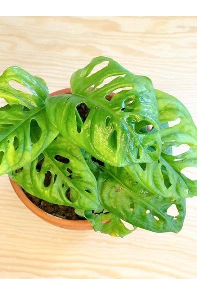 Monstera Adansonii Monkey 15-20 Cm - Resim 2