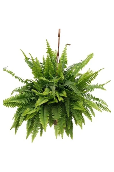 Aşk Merdiveni - Nephrolepis Aşk Merdiveni- Canlı Çiçek ürün görseli 1