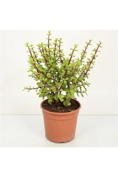 Para Ağacı Bonsai Bitkisi - Resim 3