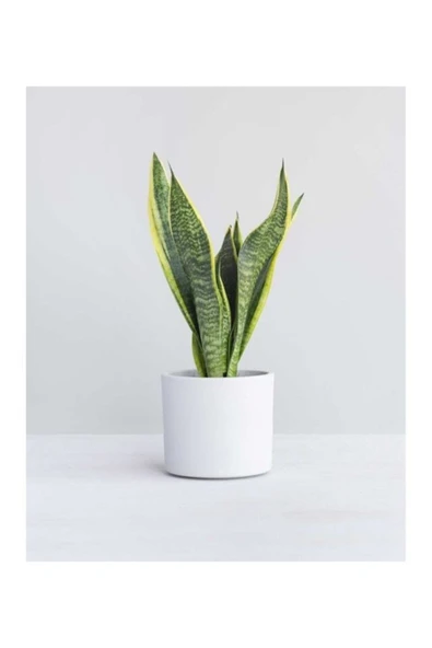 Seramik Saksılı Paşa Kılıcı Sansevieria ürün görseli 1