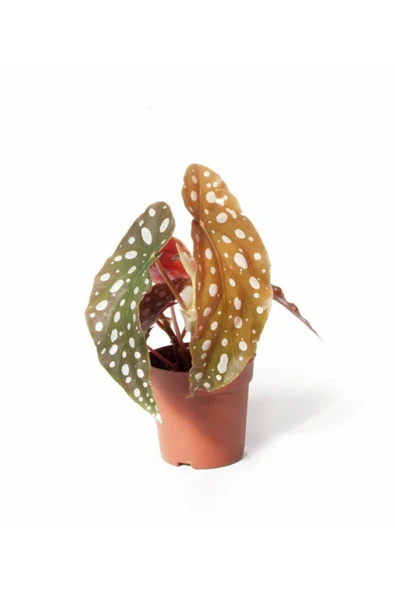 Begonia Maculata - Çilli Begonya Mini - Ev Ofis Salon Iç Mekan Bitkisi - Ø:7 Cm - H:15 Cm ürün görseli 1