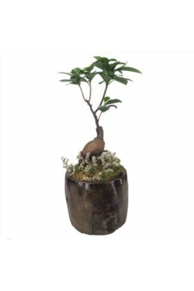 Ficus Ginseng Bonsai Remz Odun Beton Saksıda Hediyelik Canlı Çiçek ürün görseli 1