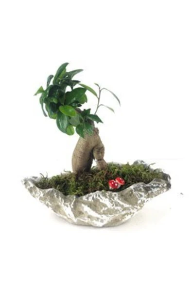 Ficus Ginseng Bonsai & Gri Roda Beton Saksıda Hediyelik Canlı ürün görseli 1