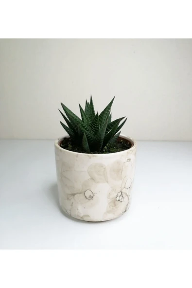 Haworthia 'limifolia' Mini Beyaz Seramik Saksılı ürün görseli 1