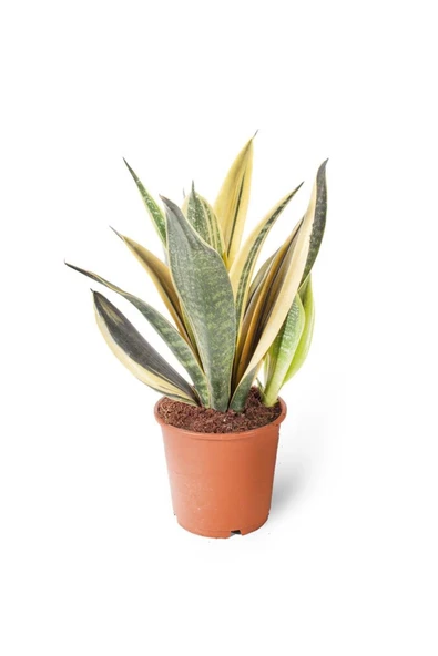 Sansevieria Golden Flame 15cm Ø Boy: 40 - Yeşil Bitki ürün görseli 1