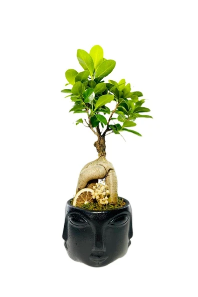 Siyah Face Serisi Ficus Gingseng Bonsai Tasarım ürün görseli 1