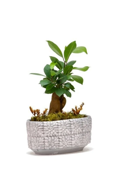 Mini Ficus Bonsai Ağacı - Resim 2