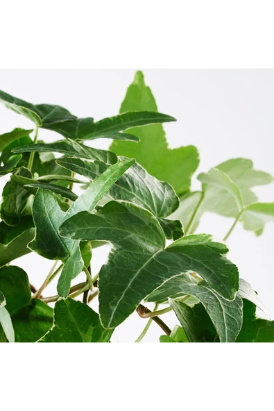 Hedera Helix - Orman Sarmaşığı Askılı Saksıda ürün görseli 1