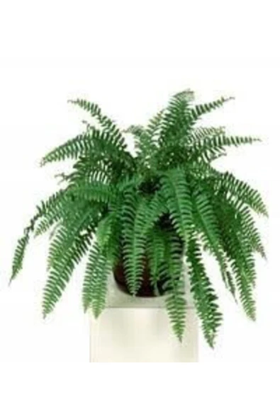 Nephrolepis Exaltata Aşk Merdiveni Çiçeği Saksılı ürün görseli 1