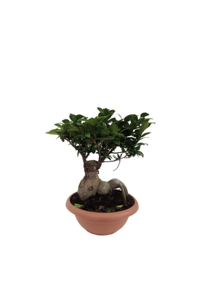 Ficus Bonsai - 29 cm Saksıda ürün görseli 1