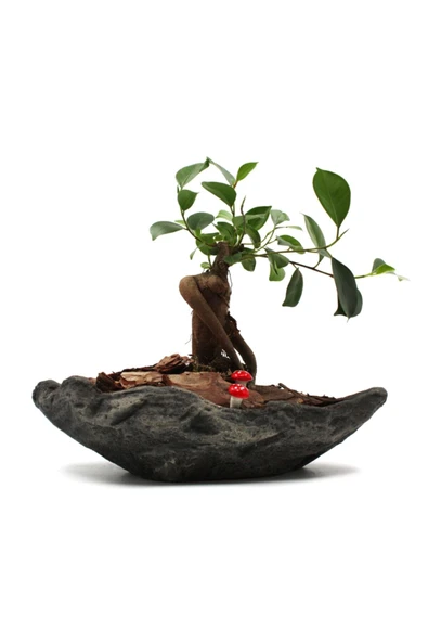 Luxury Kaya Saksıda Ficus Ginseng Bonsai Tasarımı ürün görseli 1