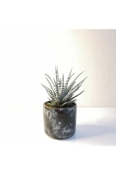Haworthia Fasciata Alba Zebra Siyah Seramik Saksılı ürün görseli 1
