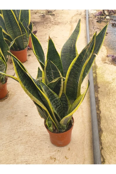 Sansivieria (paşa Kılıcı) 20- 30 Cm Boyunda 12 Cm Saksıda Canlı ürün görseli 1