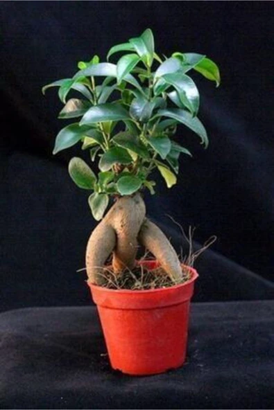 Bonsai Ficus Gignseng 1.kalite ürün görseli 1