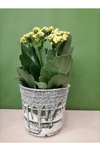 Dekoratif Retro Desenli Seramik Saksıda Sarı Renk Kalanchoe ürün görseli 1