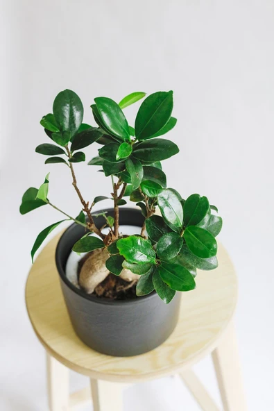 Ficus Ginseng Bonsai - Resim 2