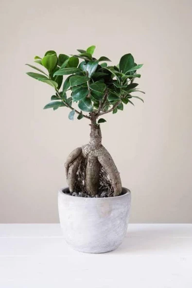 Bonsai Ginseng Ithal 62526 ürün görseli 1
