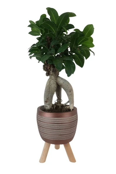 Kiremit Rengi Damla Saksıda Ficus Ginseng Bonsai ürün görseli 1