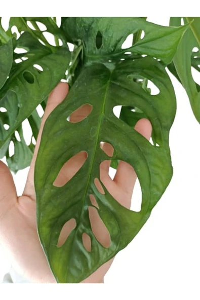 Monstera Adansonii - Monstera Monkey - Monstera - Deve Tabanı - Resim 3