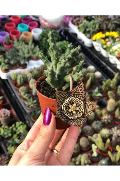Leş Kaktüsü (Stapelia) ürün görseli 1