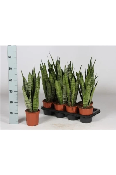 Sansevieria Pasha 1881 ürün görseli 1