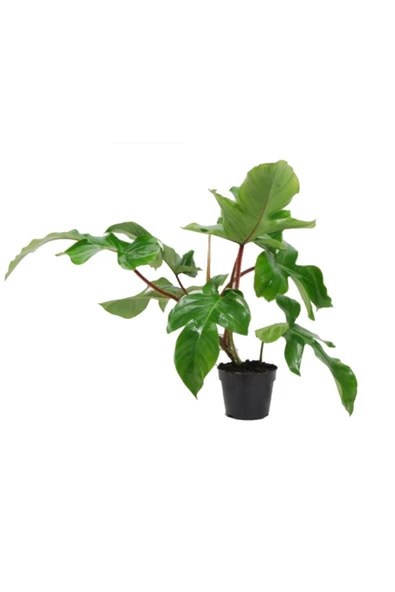 Philodendron Squamiferum - 21 Cm Plastik Saksıda ürün görseli 1