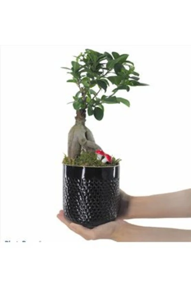 Ficus Ginseng Bonsai Siyah Yuts Beton Saksıda Hediyelik Canlı Çiçek ürün görseli 1