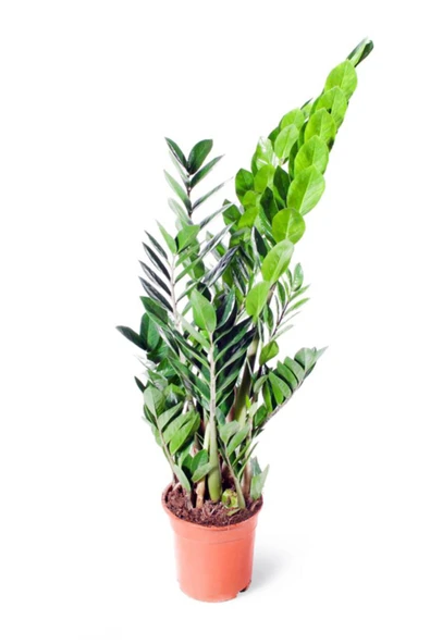 Zamia Zamioculcas Zamiifolia  Zeze Çiçeği Ev Ofis Salon İç Mekan Bitkisi 60 cm ürün görseli 1