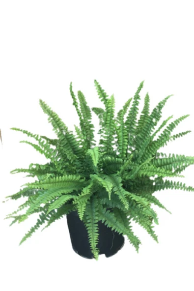Flora Aşk Merdiveni Nephrolepis ürün görseli 1