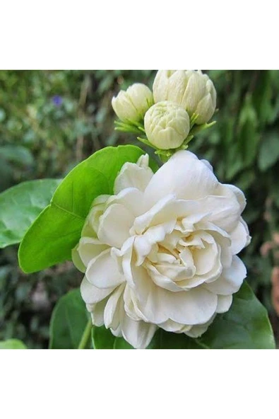 Katmerli Full Çiçeği, 5.5 Cm Saksıda ürün görseli 1