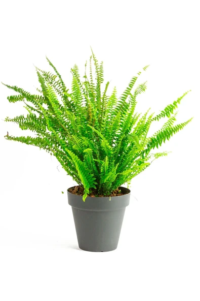 Gri No:3 Yalı Saksıda (20-25 Cm) Aşk Merdiveni ürün görseli 1