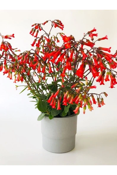Kalanchoe Mangini Kalanşo ürün görseli 1