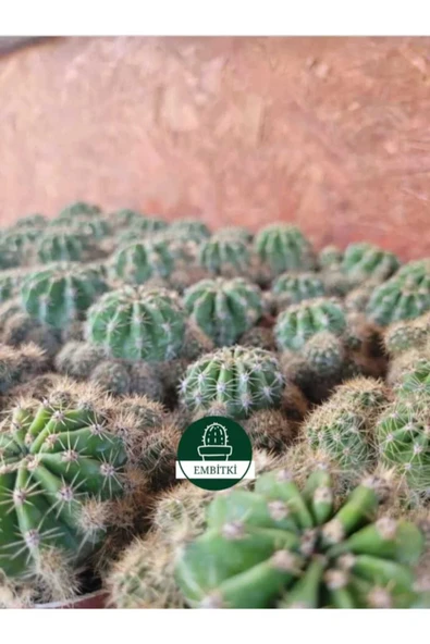 Kaynana Topuzu -echinopsis- Çiçek Açar - Resim 6