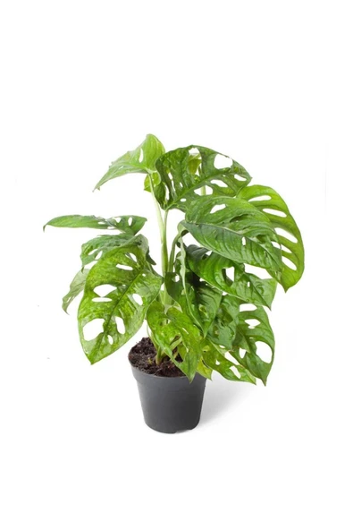 Monstera Adansonii | Deve Tabanı (ithal) 15cm Ø H:40 ürün görseli 1